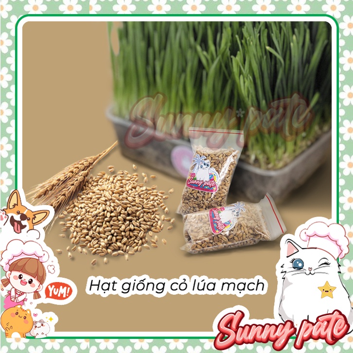 Hạt giống cỏ lúa mạch cho mèo 40g