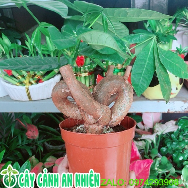 Cây kim ngân nơ kèm chậu sứ