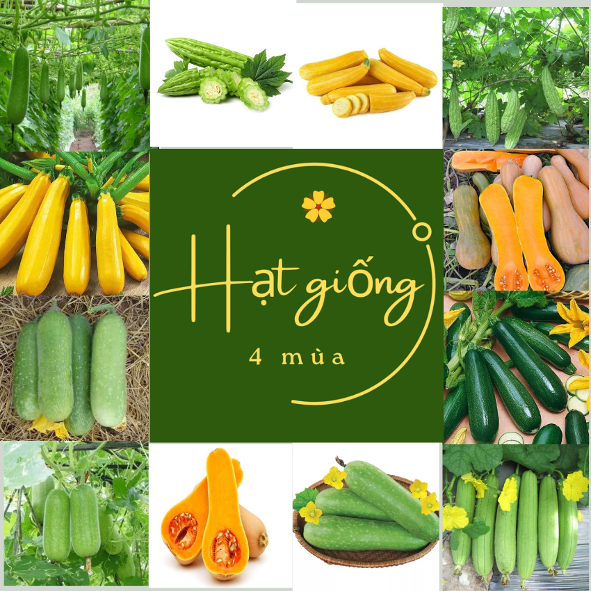 Hạt giống theo mùa chịu nhiệt tốt, trồng quanh năm