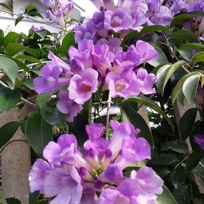 Cây giống lan tỏi