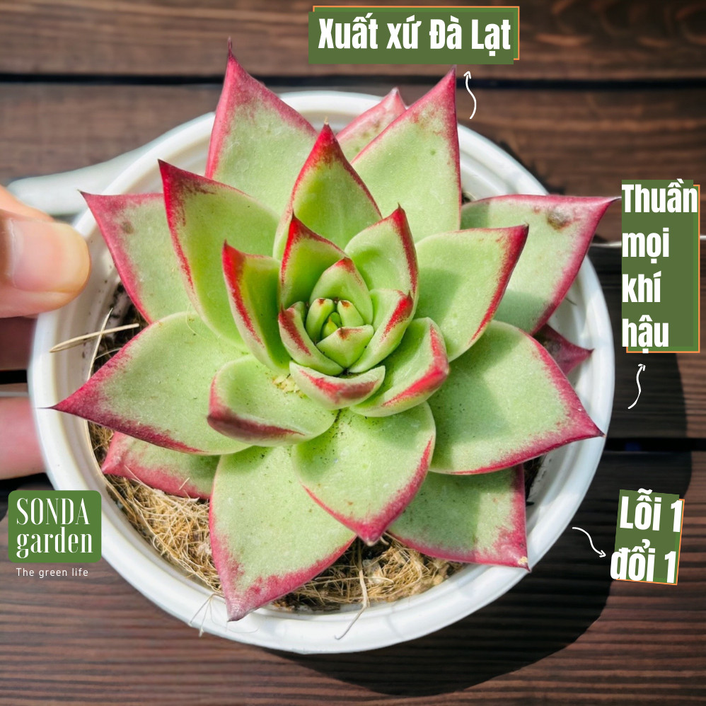 Sen đá đế vương trong truyền thuyết size trung bình lỗi 1 đổi 1