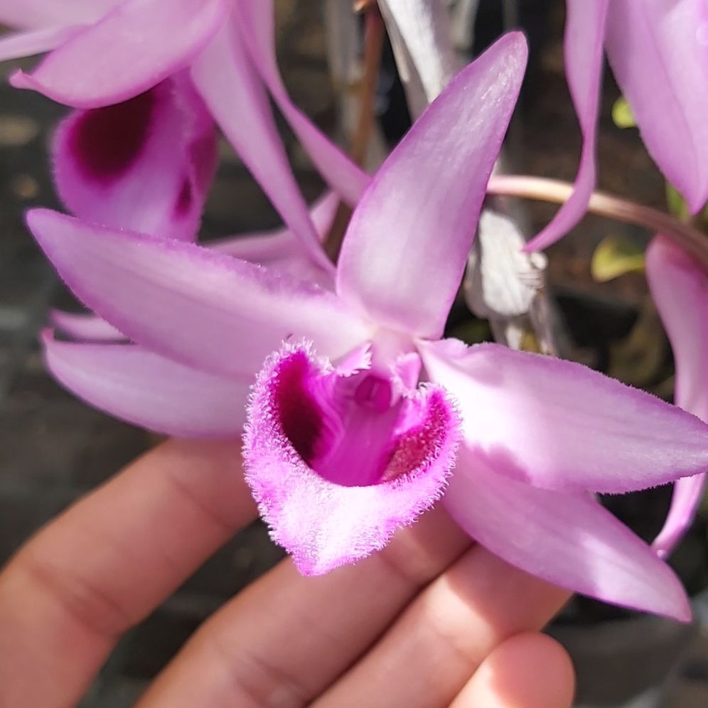 Kei giống lan giả hạc 3-10 cm