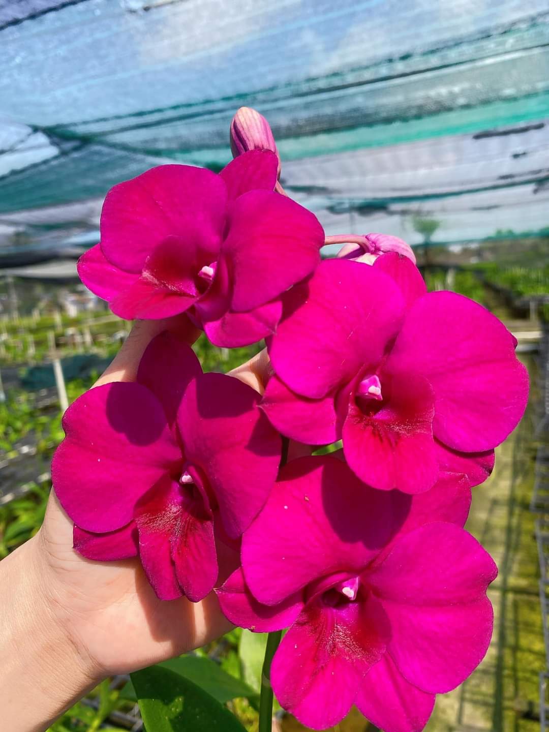 Hoa Lan Dendro Tím Lai Hò Điệp, chậu cây trưởng thành, nhiều thân, sắp ra ngồng hoa
