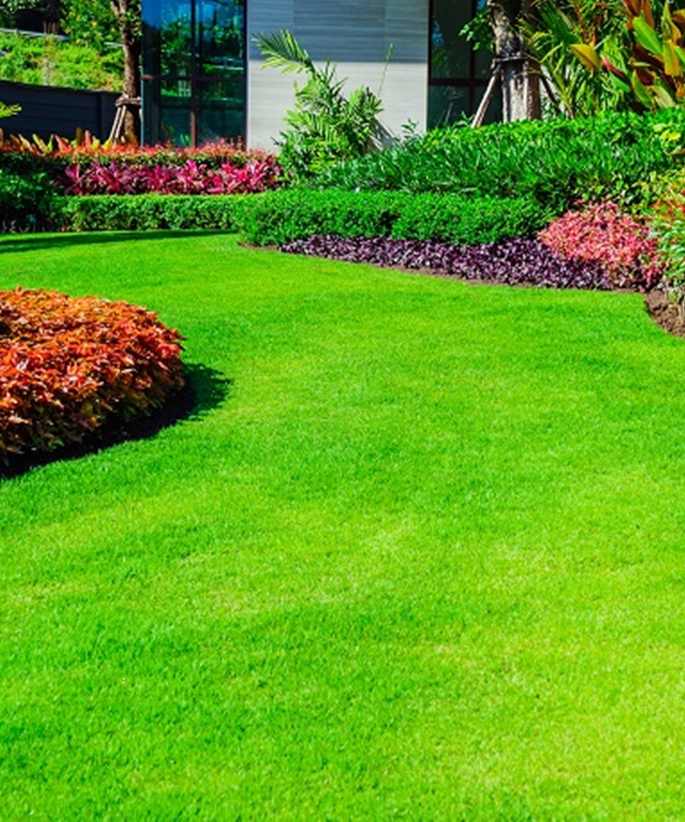 Hạt Cỏ Nhung Nhật - Cỏ Sân Golf. Túi 100 Gram - Sinh Trưởng Mạnh - Dễ Trồng