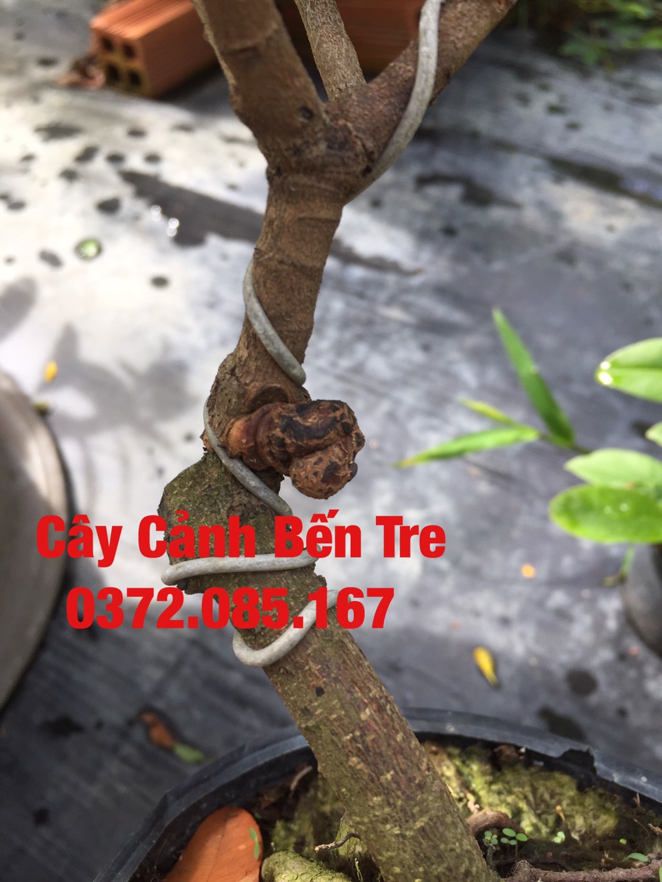 Mai Giảo Nu ( Xù )