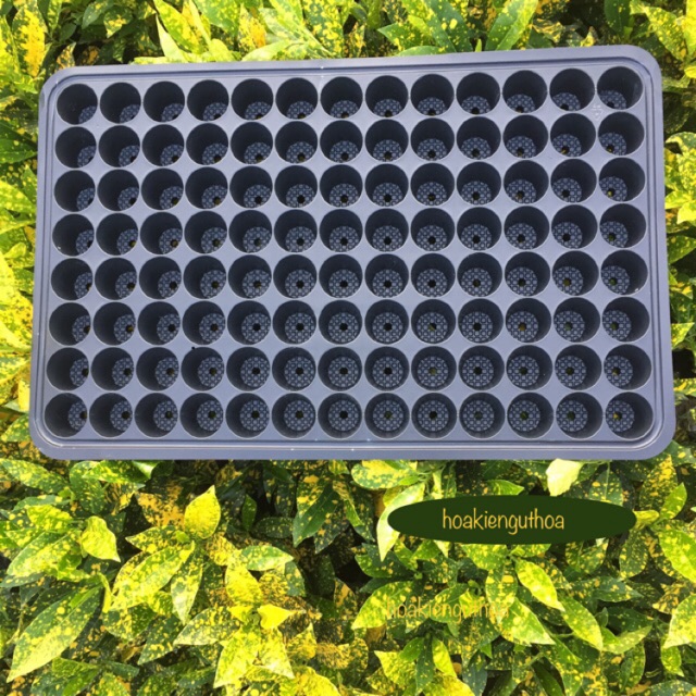 Khay ươm vỉ ươm hạt cây con 104 lỗ -