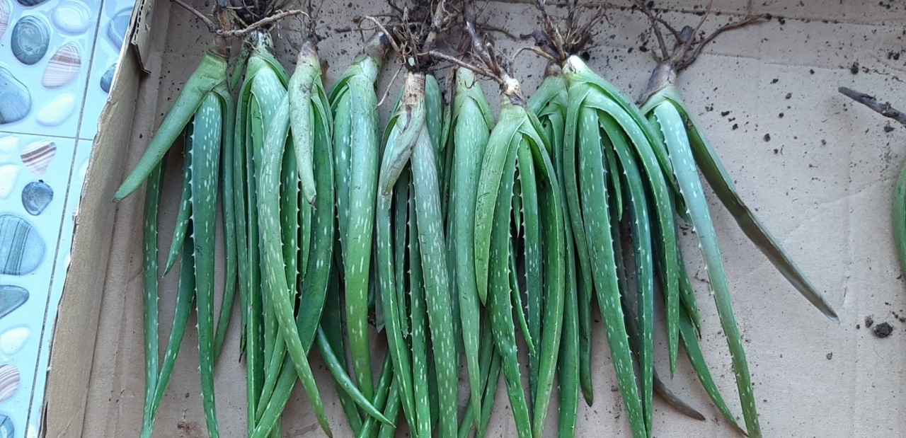 5 cây nha đam mỹ loại 20-30cm( trên gang tay)