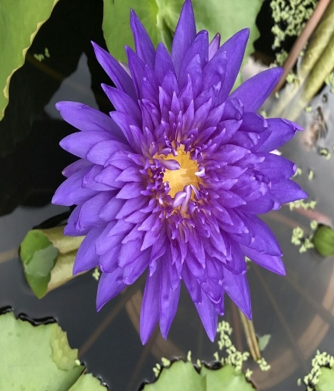 10 HẠT GIỐNG HOA SÚNG THÁI NHIỀU MÀU