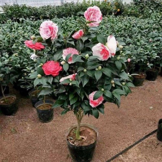 Cây hoa trà my cao 40-50cm đang nụ hoaFreeship ♥️Siêu Giảm Giá♥️