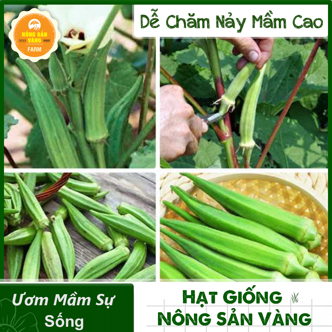 Hạt giống Đậu Bắp Cao Sản, Nảy Mầm Cao, Sinh Trưởng Và Phát Triển Khỏe (Gói 20 Gram) - Nông Sản Vàng