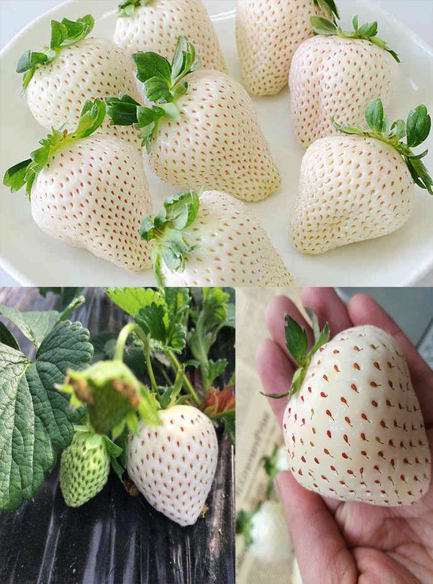 Gói 100 hạt giống dâu tây trắng dễ trồng trái to Hà Lan