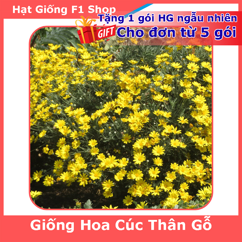 Hạt giống hoa cúc thân gỗ dễ trồng