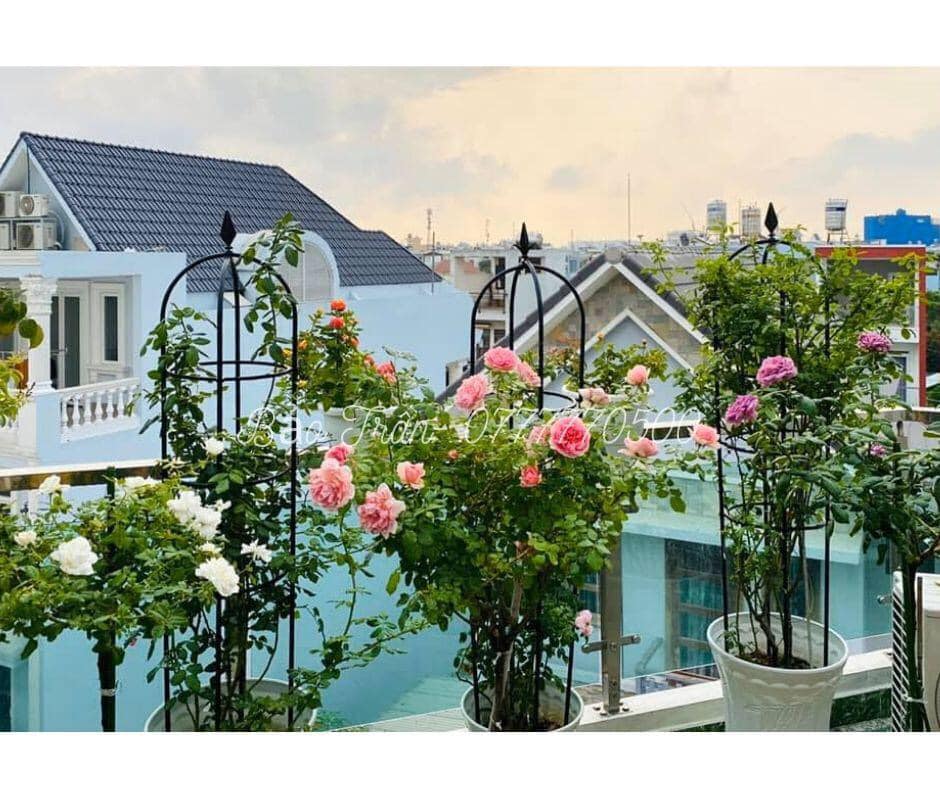 Khung leo cho hoa hồng và cây leo dạng lồng tháp