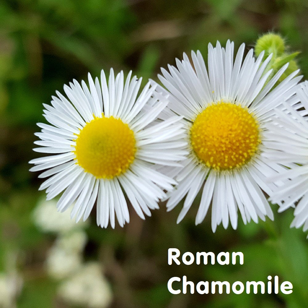 Tinh dầu Cúc La mã Roman Chamomile Essential Oil