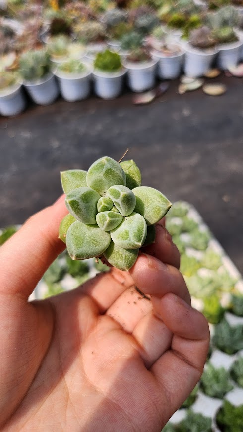 Set 5 cây sen đá Kim cương trắng mini 2-3cm Vườn Sen Đá Đà Lạt Chan, Bao khỏe, thuần khí hậu Đà Lạt