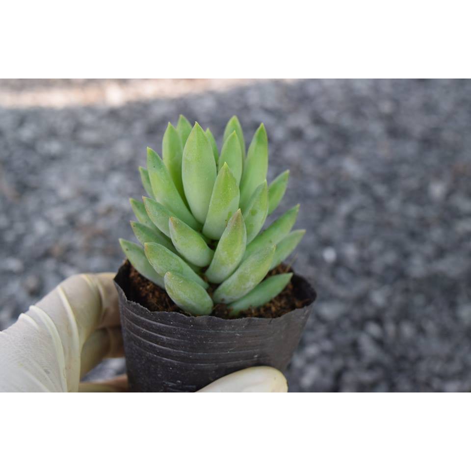 Sen Đá Chuỗi Ngọc Đứng