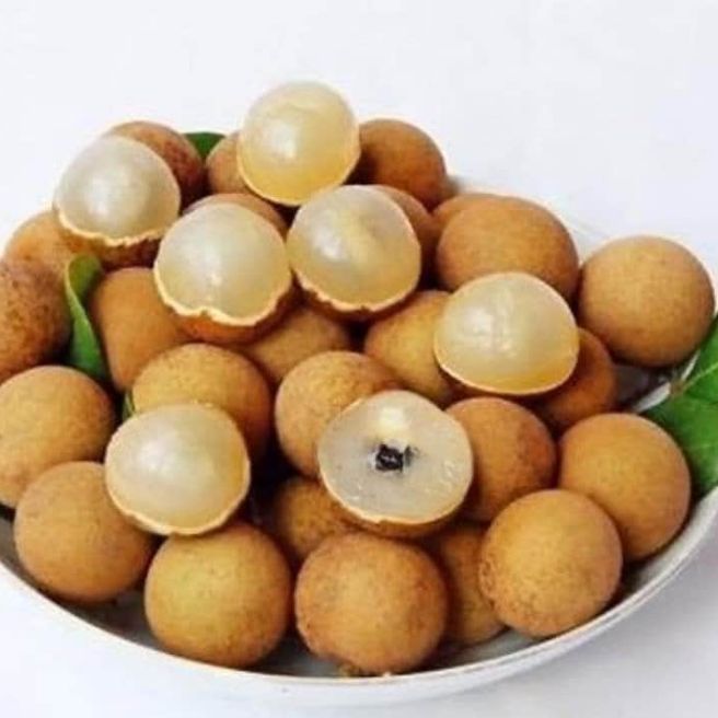 (FREESHIP Từ 50K) cây giống nhãn hạt lép số lượng không có nhiều