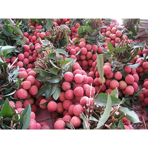 Cây giống vải không hạt