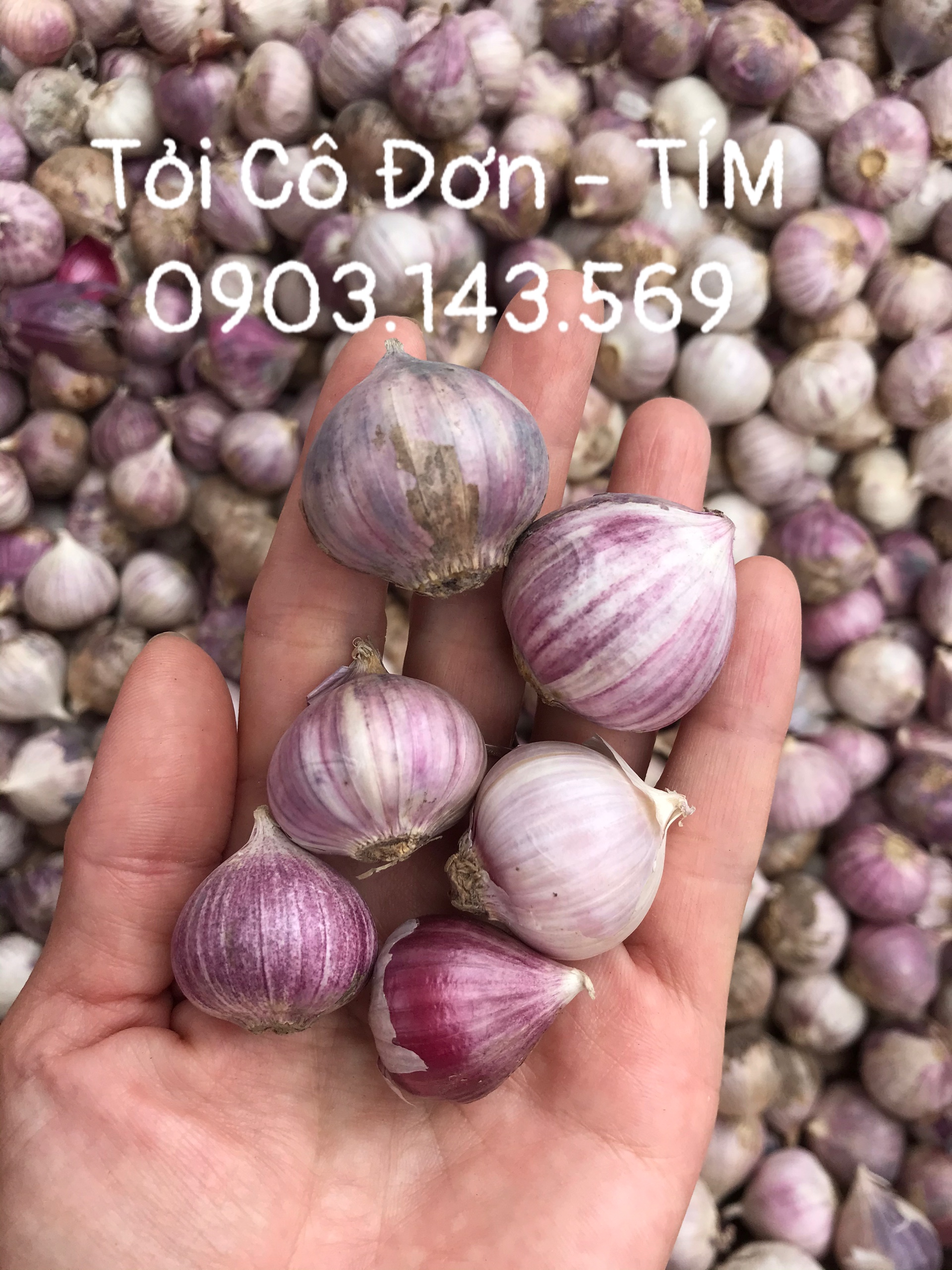 TỎI CÔ ĐƠN - MÙA VỤ MỚI LOẠI NGON HÀNG CHUẨN ĐẸP