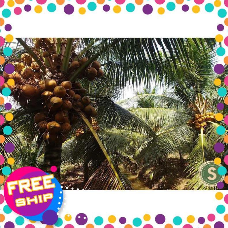 Cây Giống Dừa Mã Lai cho trái sau 2.5 năm trồng ( NHẬN THAM QUAN VƯỜN)