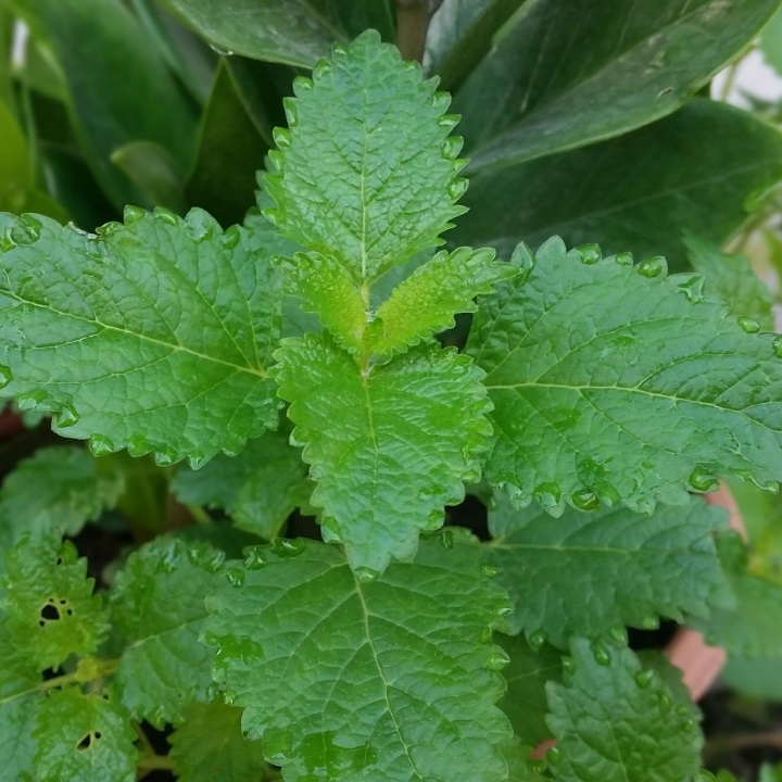 Hạt giống rau húng chanh - bạc hà chanh VTP51 | Vạn Tín Store