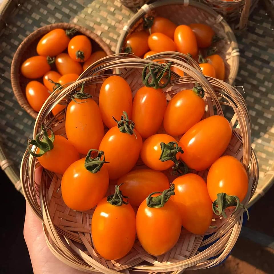 Cà trái cây Nova Dak Lak hộp 500 gram