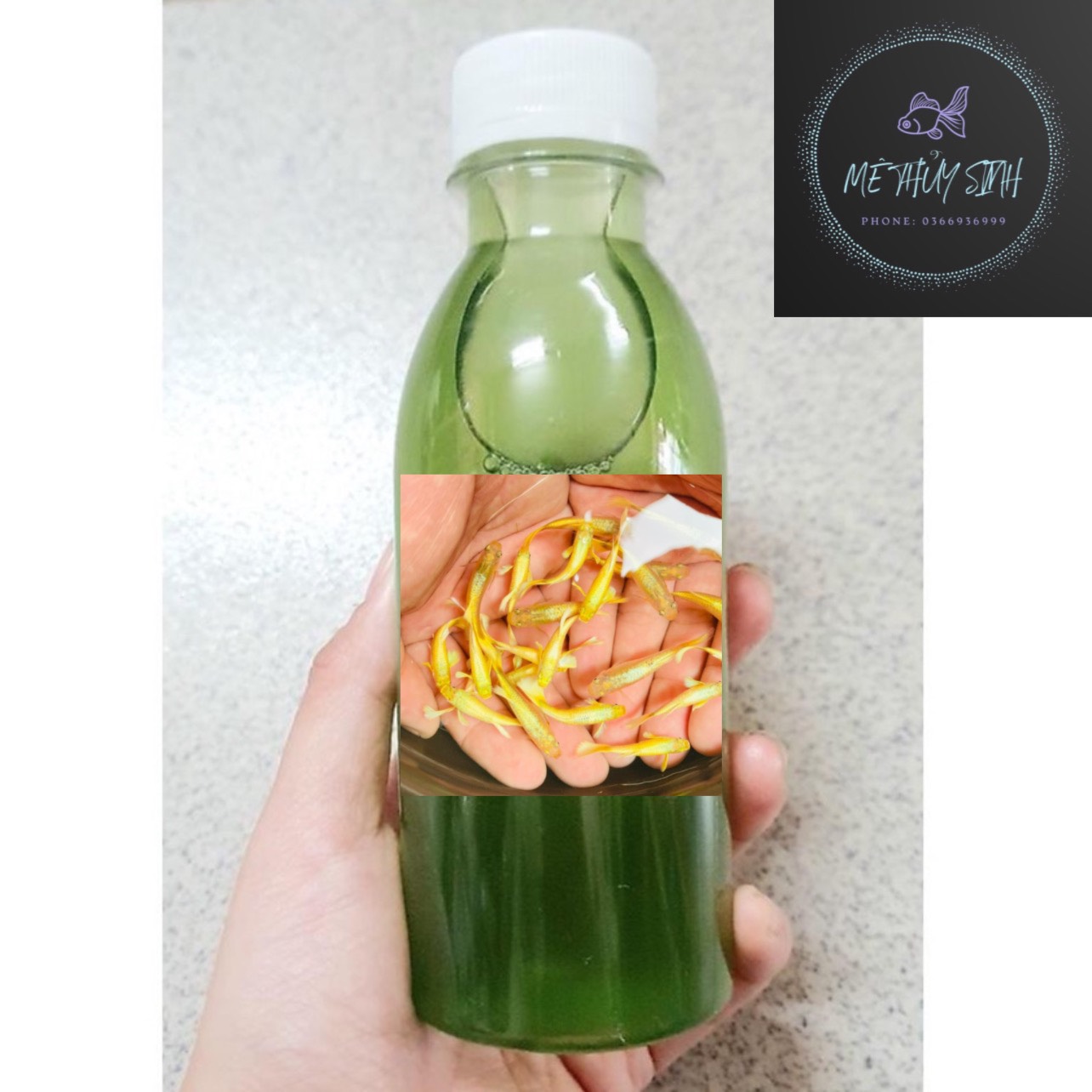 Tảo biển Full Gold thức ăn cho cá lên màu đẹp