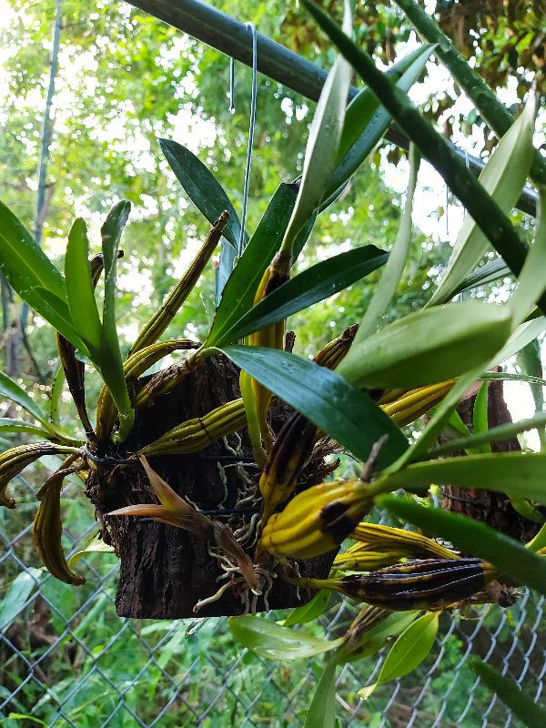 HOA LAN HOÀNG LẠP GHÉP GỖ VÚ SỮA