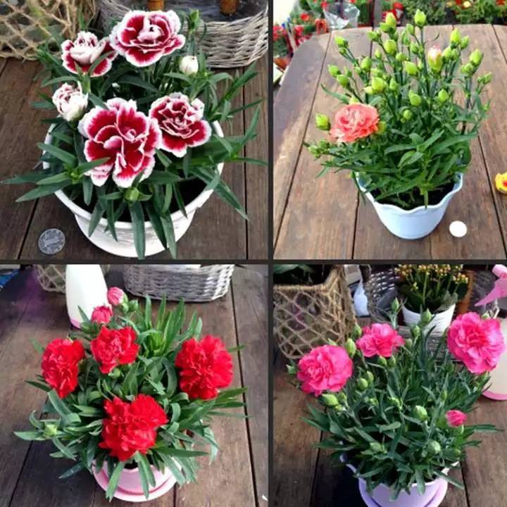 100 Hạt Giống Hoa Cẩm Chướng Chùm Mix