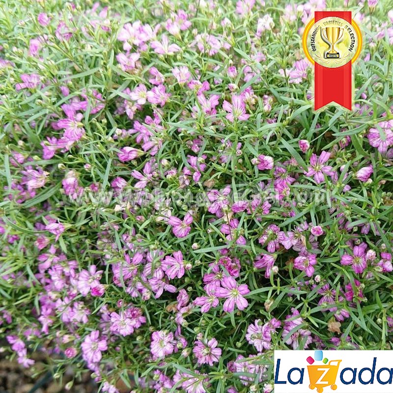 1gr 850.hạt hạt giống hoa baby breath lùn rải thảm hồng