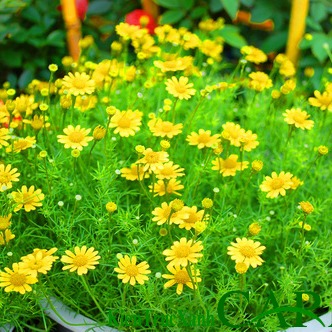 [Seeds] Hạt giống hoa cúc sao băng Rado, đóng gói 0.03gr