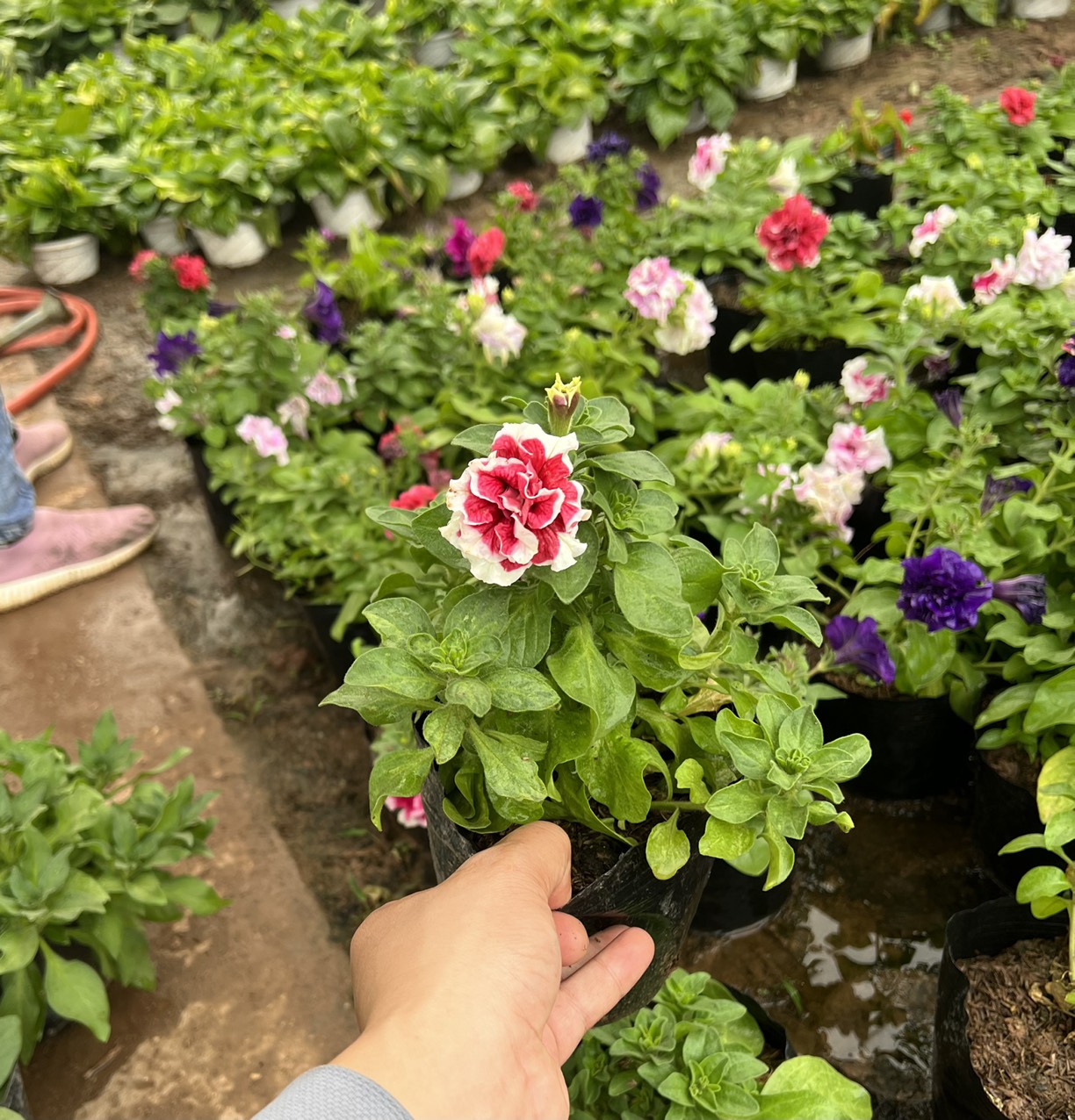 Cây dạ yến thảo Kép - Đơn - Chỉ giao miền bắc