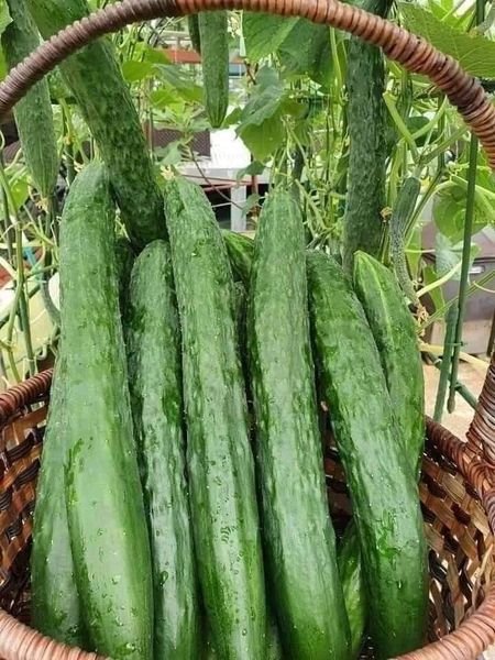 Hạt giống dưa chuột kiếm nhật gói 20 hạt