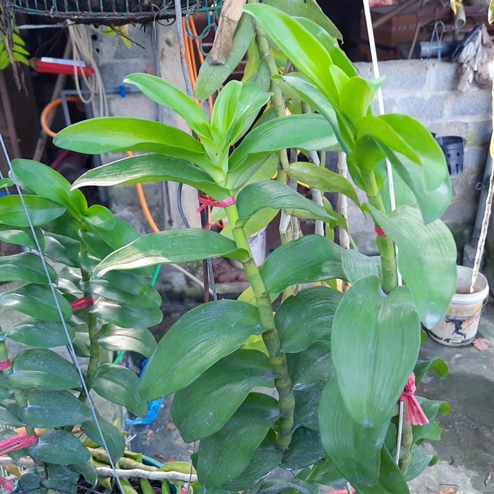 Kie Phi điệp lá MÍT Hòa Bình dòng đua ngọn siêu đẹp