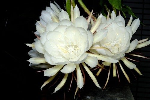 Dạ quỳnh ( quỳnh trắng ) - Cây trong bầu ổn định