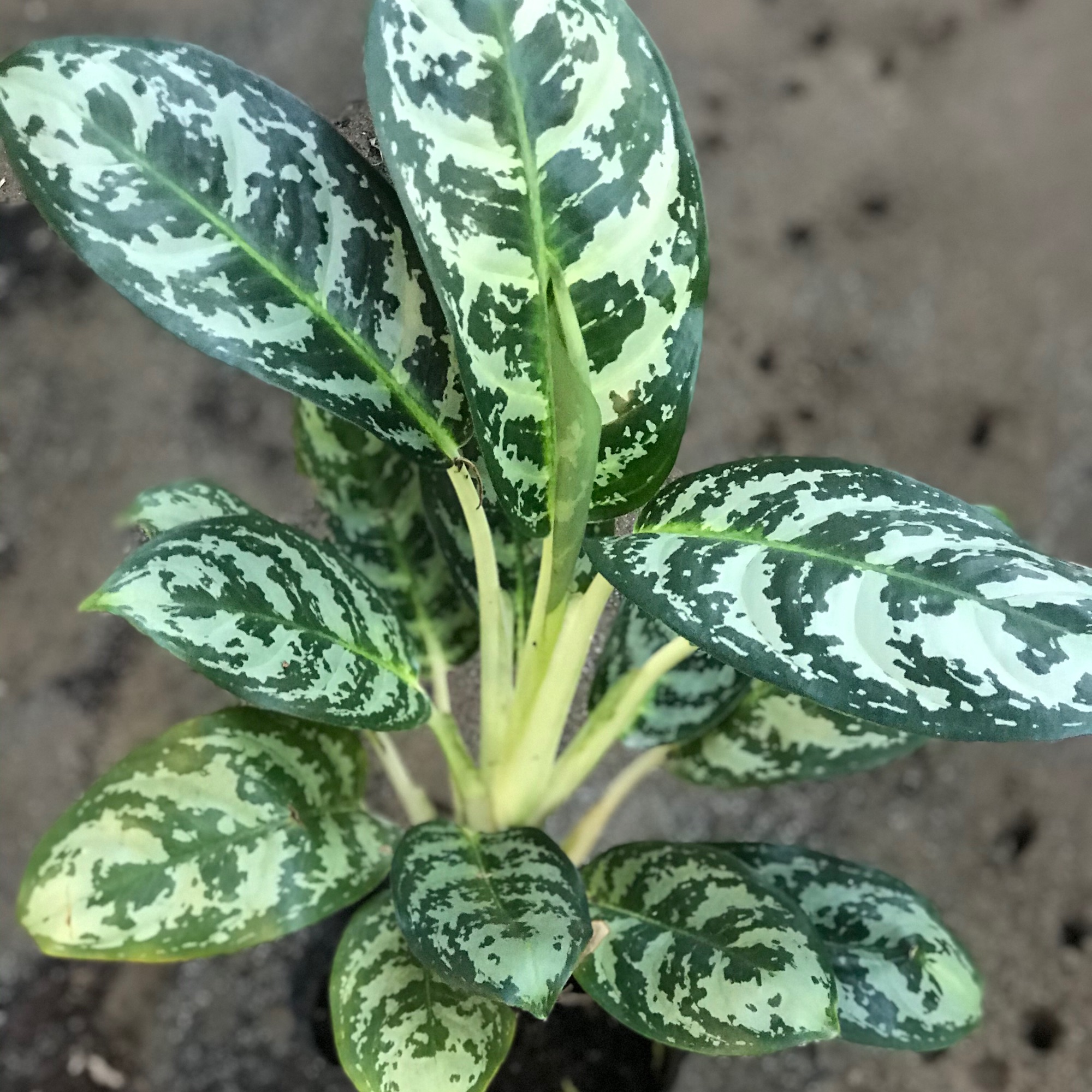 caykiengsadec - Cây thanh hậu + tặng phân bón cho cây mau lớn - hoa kiểng lá - cây phong thủy - trang trí nội thất cảnh quan ngoài trời