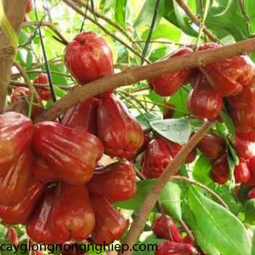 [ Xả - Cắt Lỗ] Cây Roi (Mận) Đỏ Thái Lan