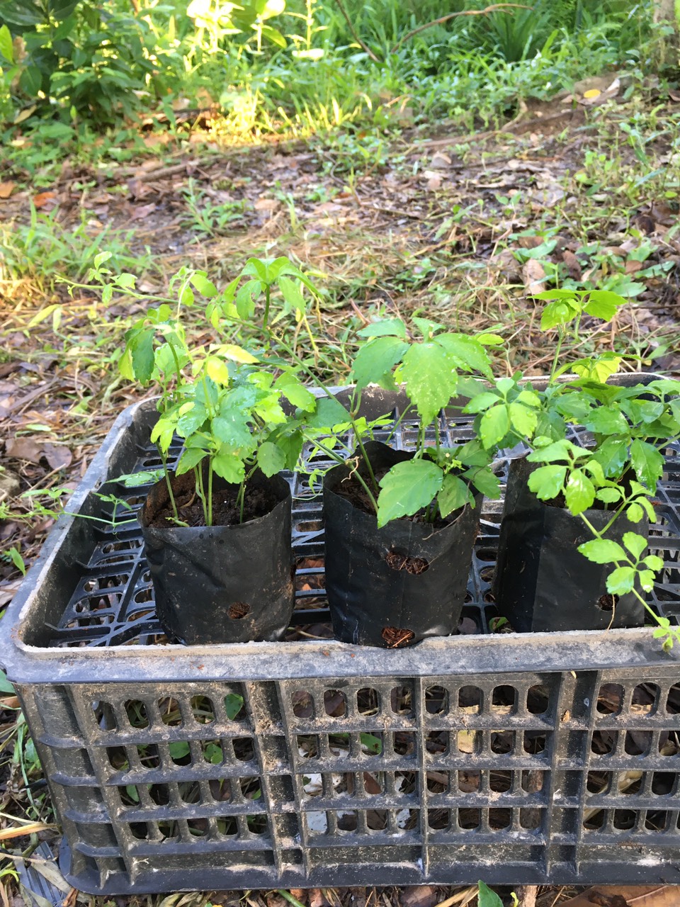 Cây giảo cổ lam loại 5 lá