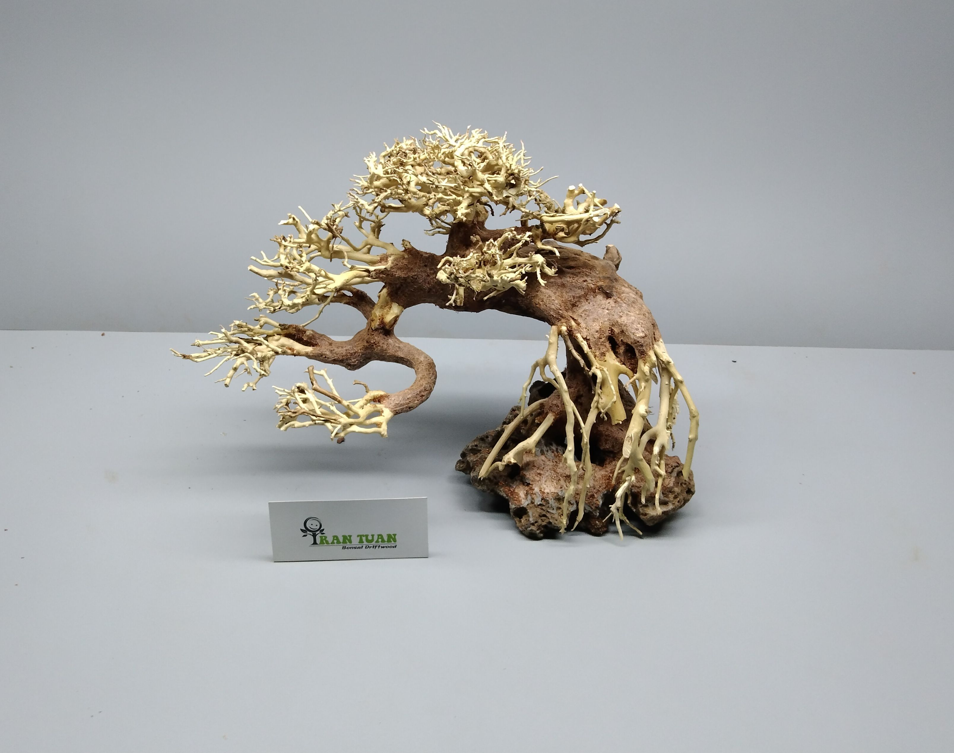 Gỗ Lũa bonsai dáng đổ, đế đá
