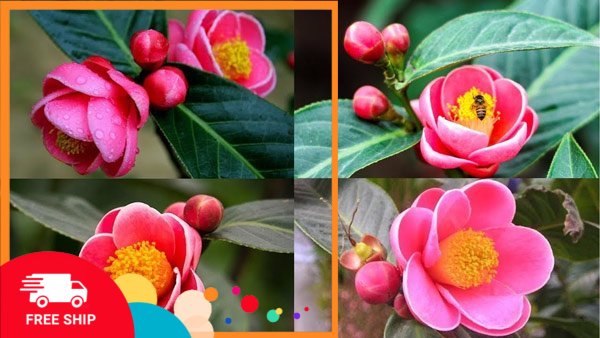 Hoa hải đường giống (hoa hồng cánh sen)- cây gửi nguyên bầu