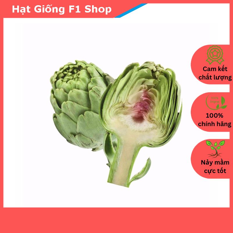 Hạt Giống Atiso Đà Lạt Bông Xanh Bổ Dưỡng