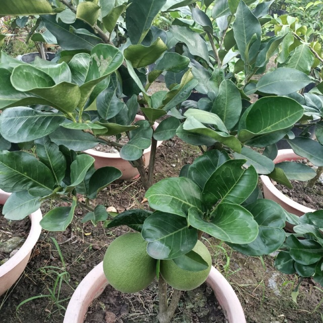 Bưởi da xanh ruột đỏ