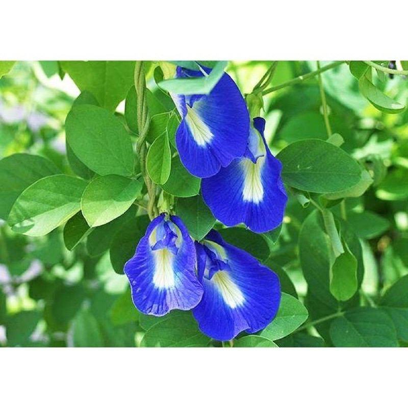 ♤♤ Cây đậu biếc