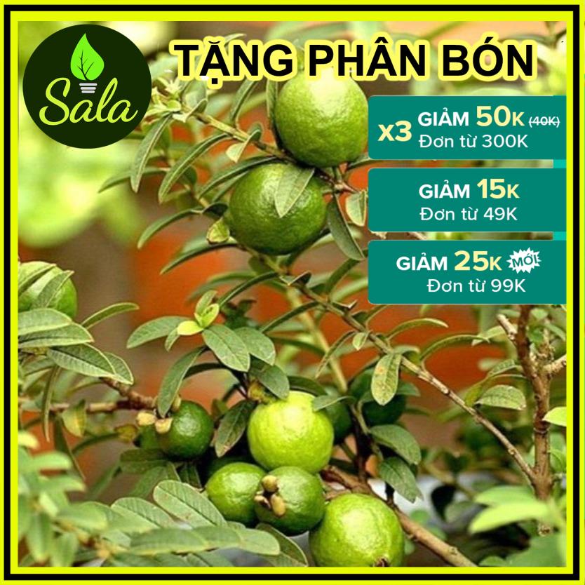 CÂY ỔI NHẬT - CÂY ỔI SẺ - CÂY ỔI LÁ KIM