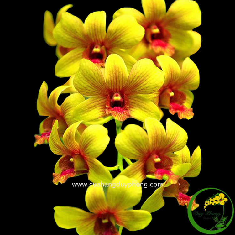 DENDRO - VÀNG TIA | Bán nguyên chậu, cánh hoa có tia chớp đỏ từ bên trong chạy dài ra