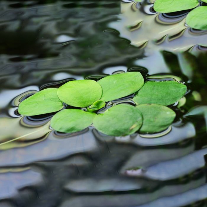 bèo nhật thủy sinh - 5 cây bèo nhật thủy sinh