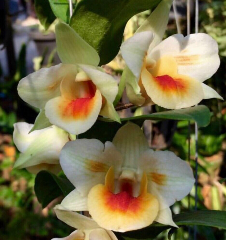 Dendro Damari 3 lưỡi hoa thơm - dòng dendro thân có lông độc đáo