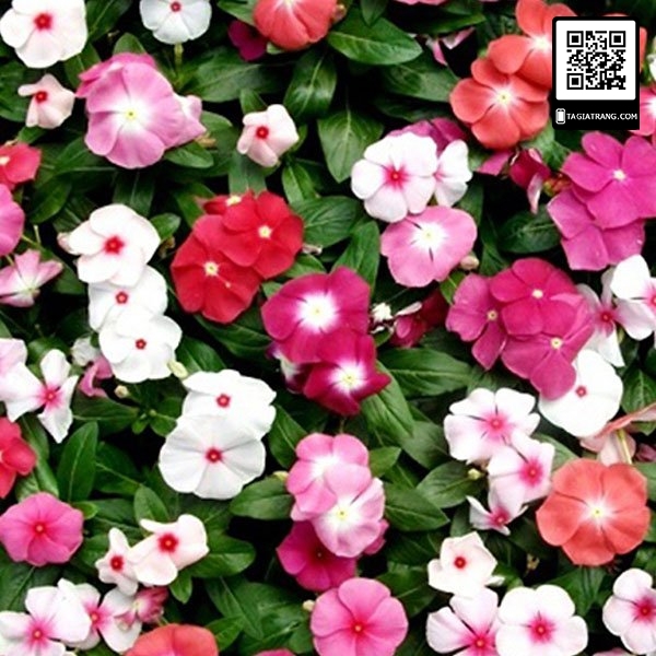 Hạt giống hoa dừa cạn lùn lai F1 mix