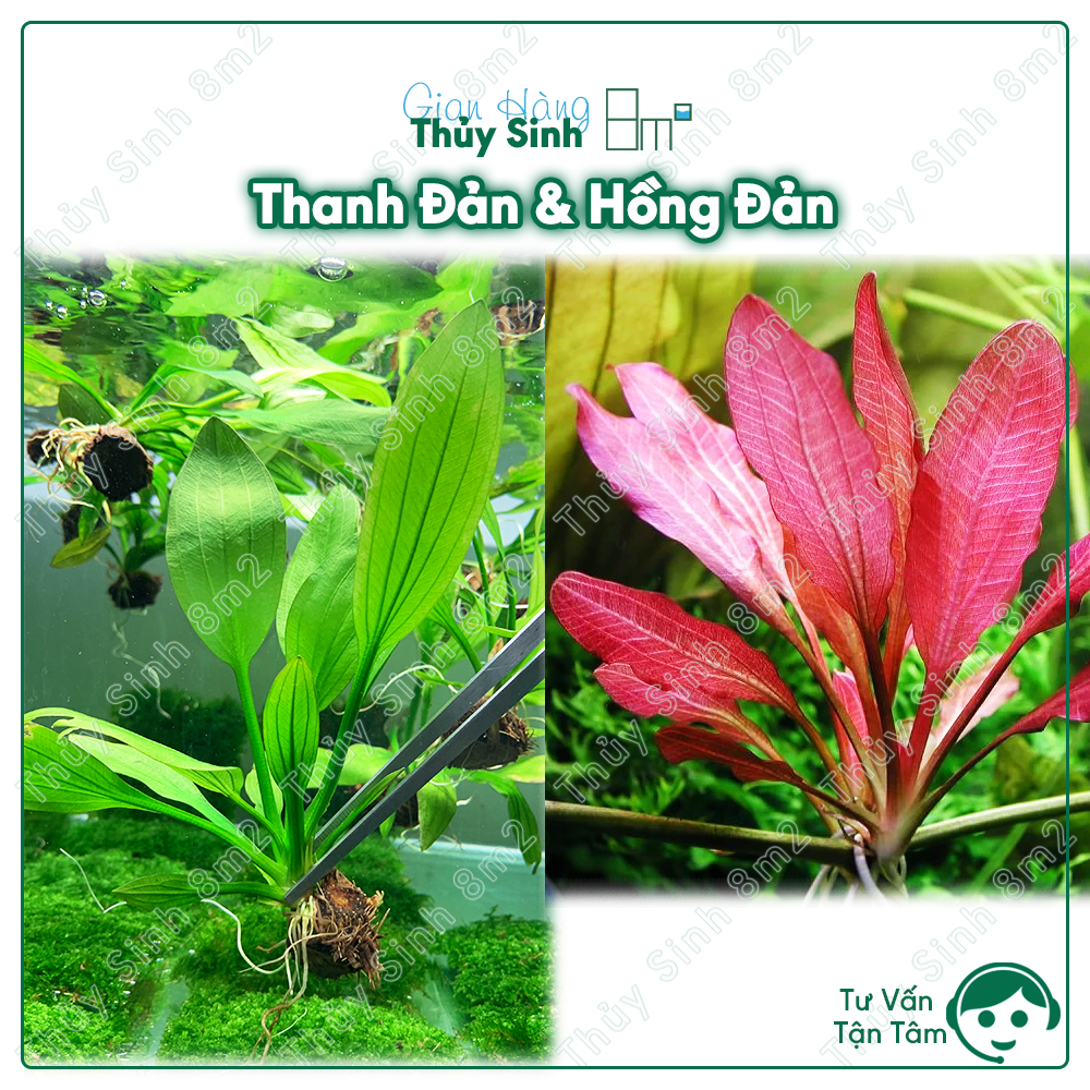 Hồng đản | thanh đản | cây thủy sinh không co2, trung cảnh, cắm nền | 8m2