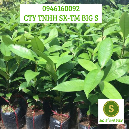 Cây giống măng cục chuẩn f1 - freeship 20k đơn từ 49k